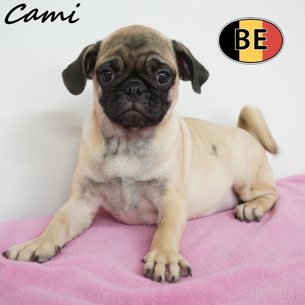 Carla & Cami femelles Carlin à vendre (belges), 15 semaines à 1 an, Commerçant, Maladie de Carré (chiens), Belgique