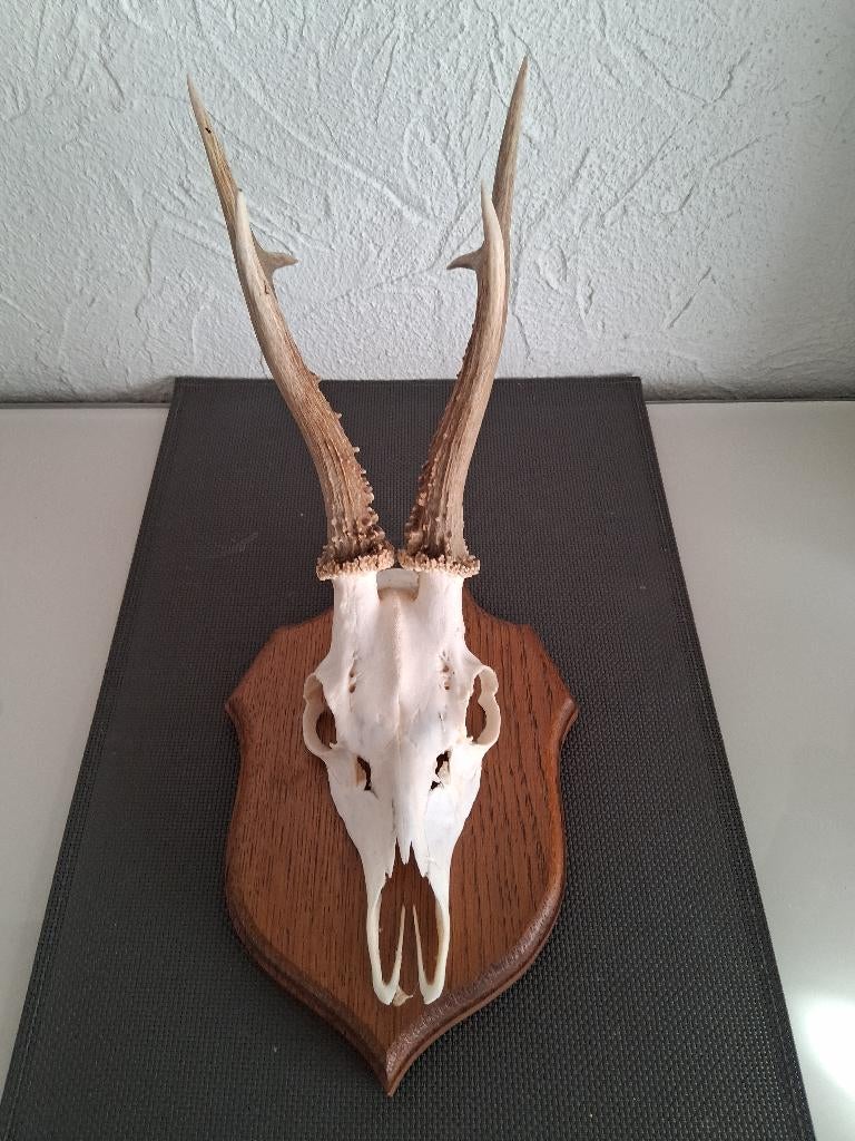 BOIS DE CERF, Enlèvement ou Envoi, Cerf, Crâne