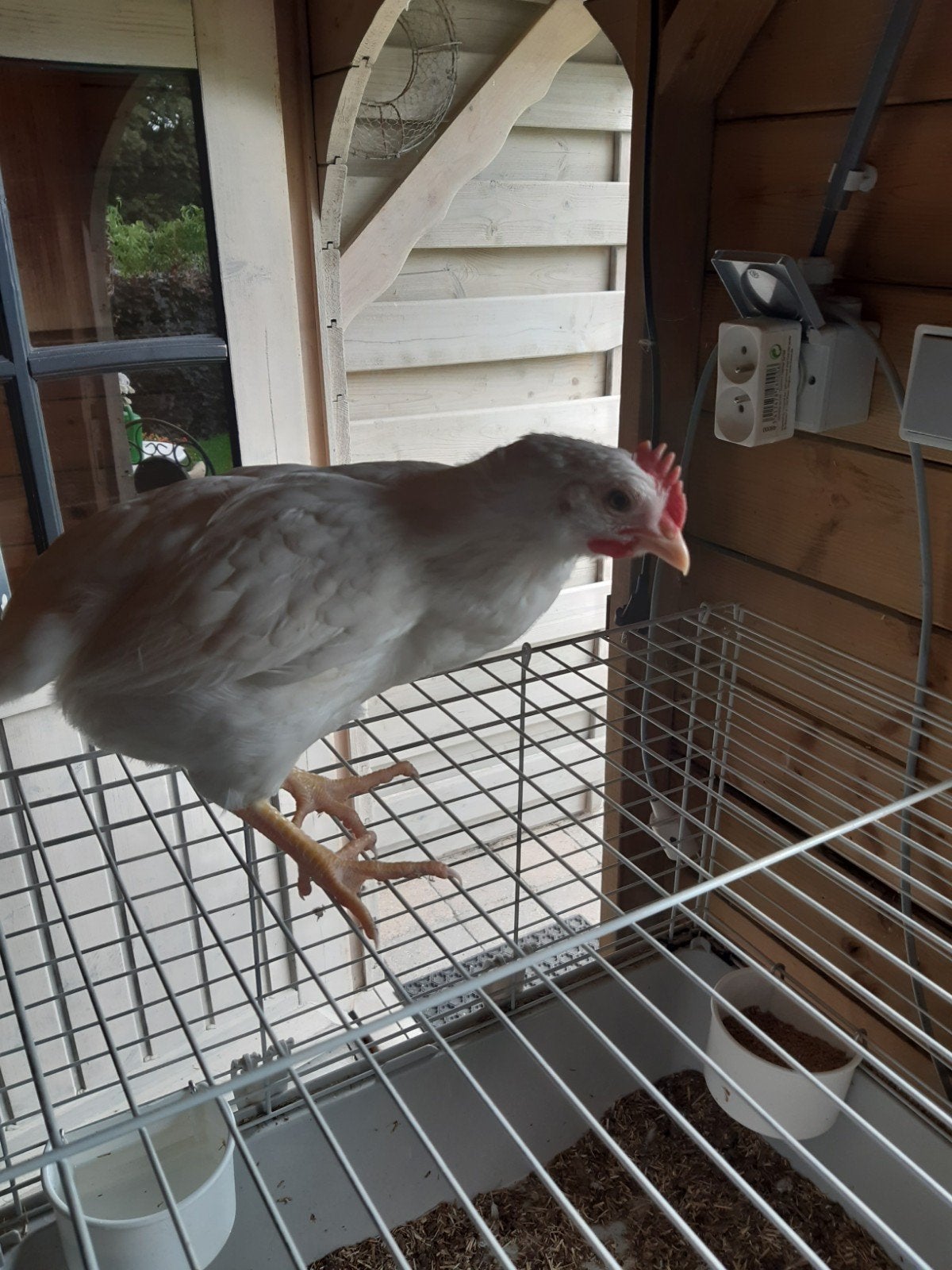 Leghorn haantje, Dieren en Toebehoren, Vogels | Duiven