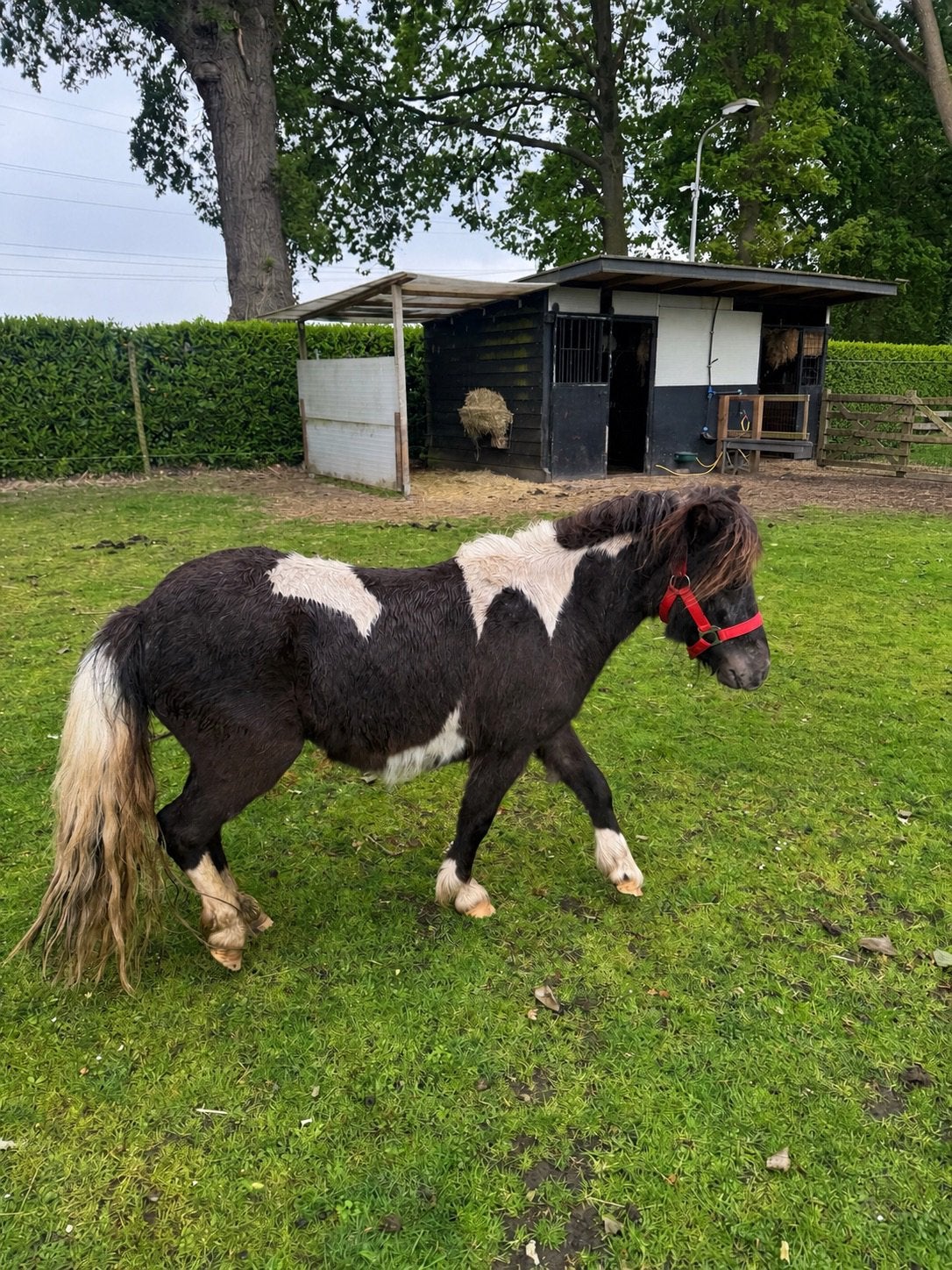 Schetlander merrie, Dieren en Toebehoren, Pony's, Merrie