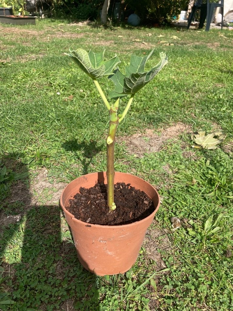 Figuier unique qualité EXTRA ‼️‼️‼️, Jardin & Terrasse, Enlèvement, Figuier