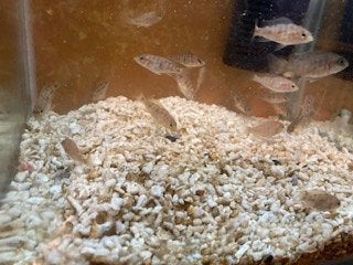 vissen Aulonocara Jonkies, Animaux & Accessoires, Poisson, Poisson d'eau douce