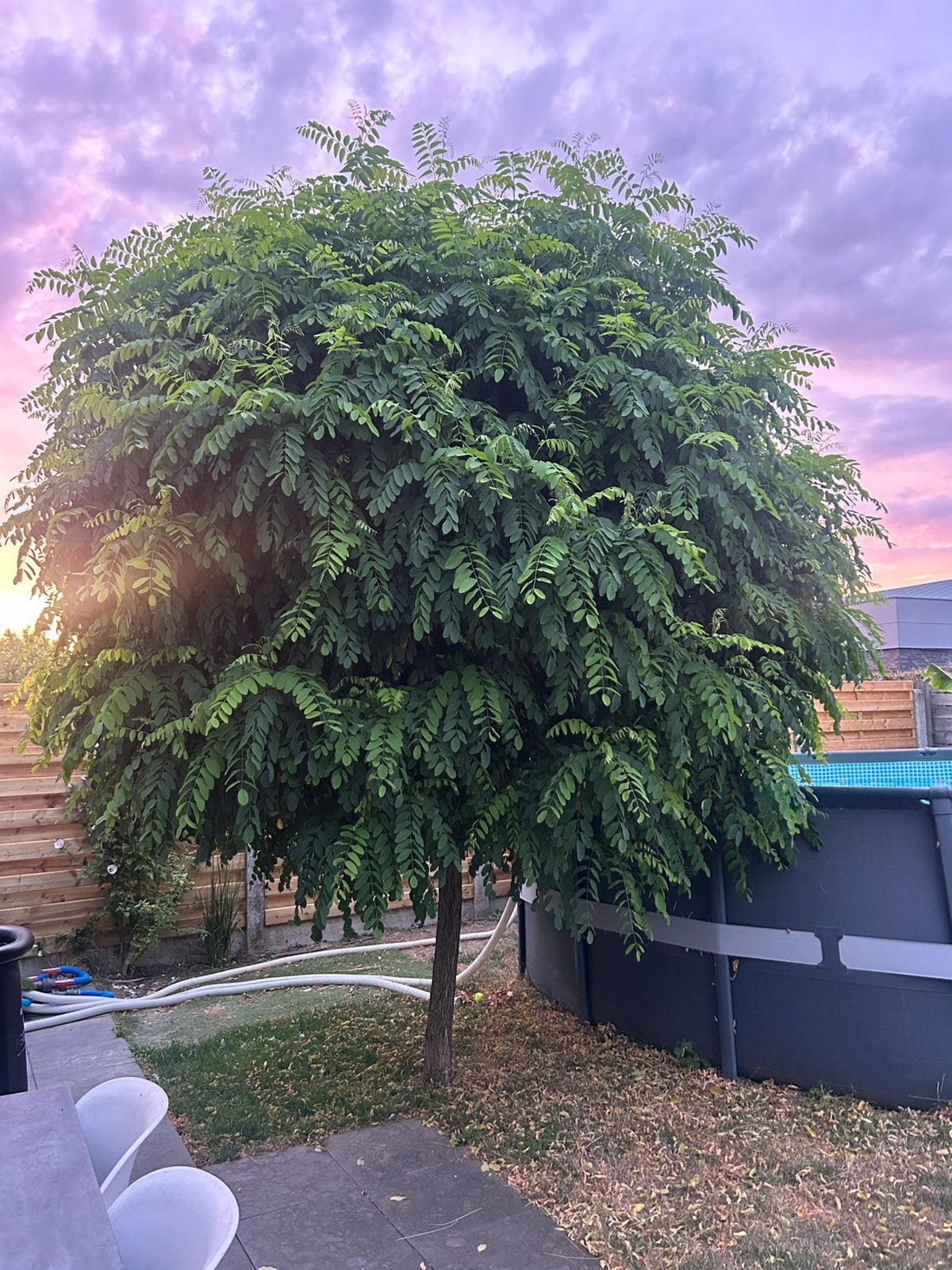 Boom bol acacia, Ophalen
