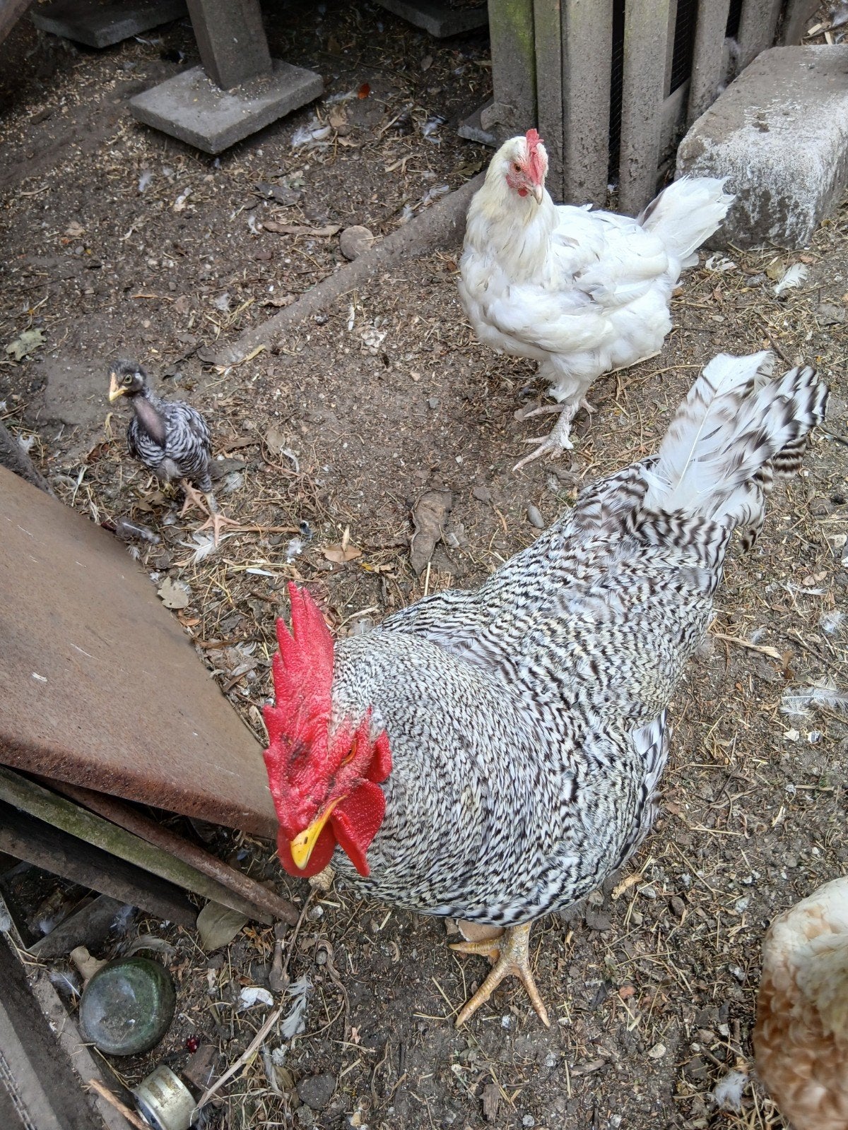 2 jaarse Sussex haan, Dieren en Toebehoren