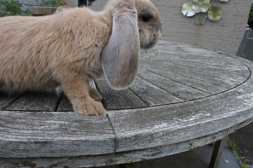 2 franse hangoren: voedster en ram, Meerdere dieren, Groot, 0 tot 2 jaar