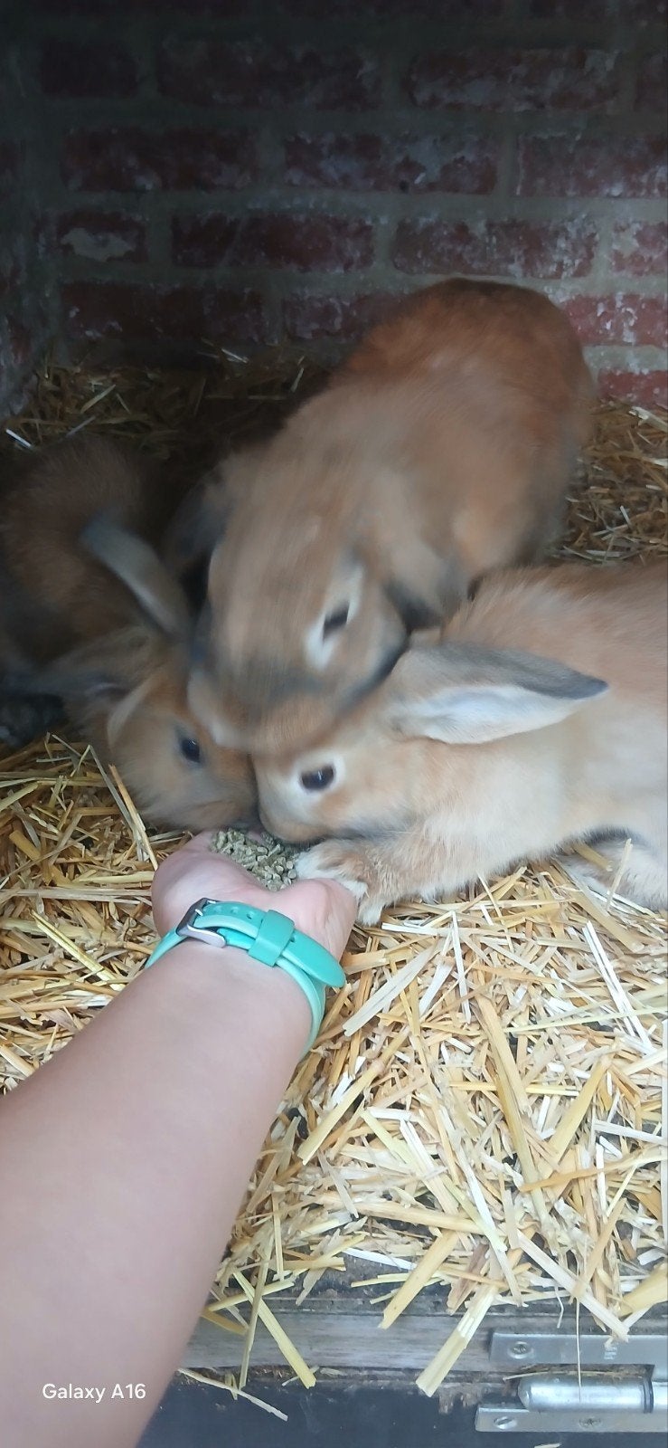 4 konijnen te koop, Dieren en Toebehoren