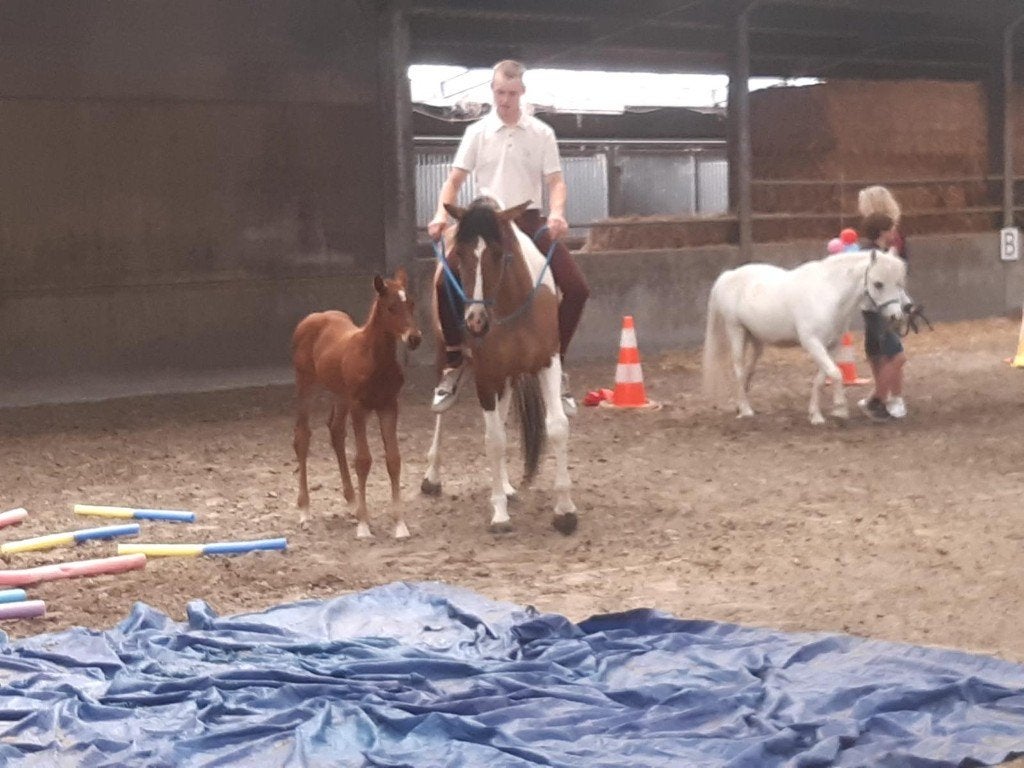 cheval à vendre, Avec pedigree, 160 à 165 cm, Cheval de saut, Jument