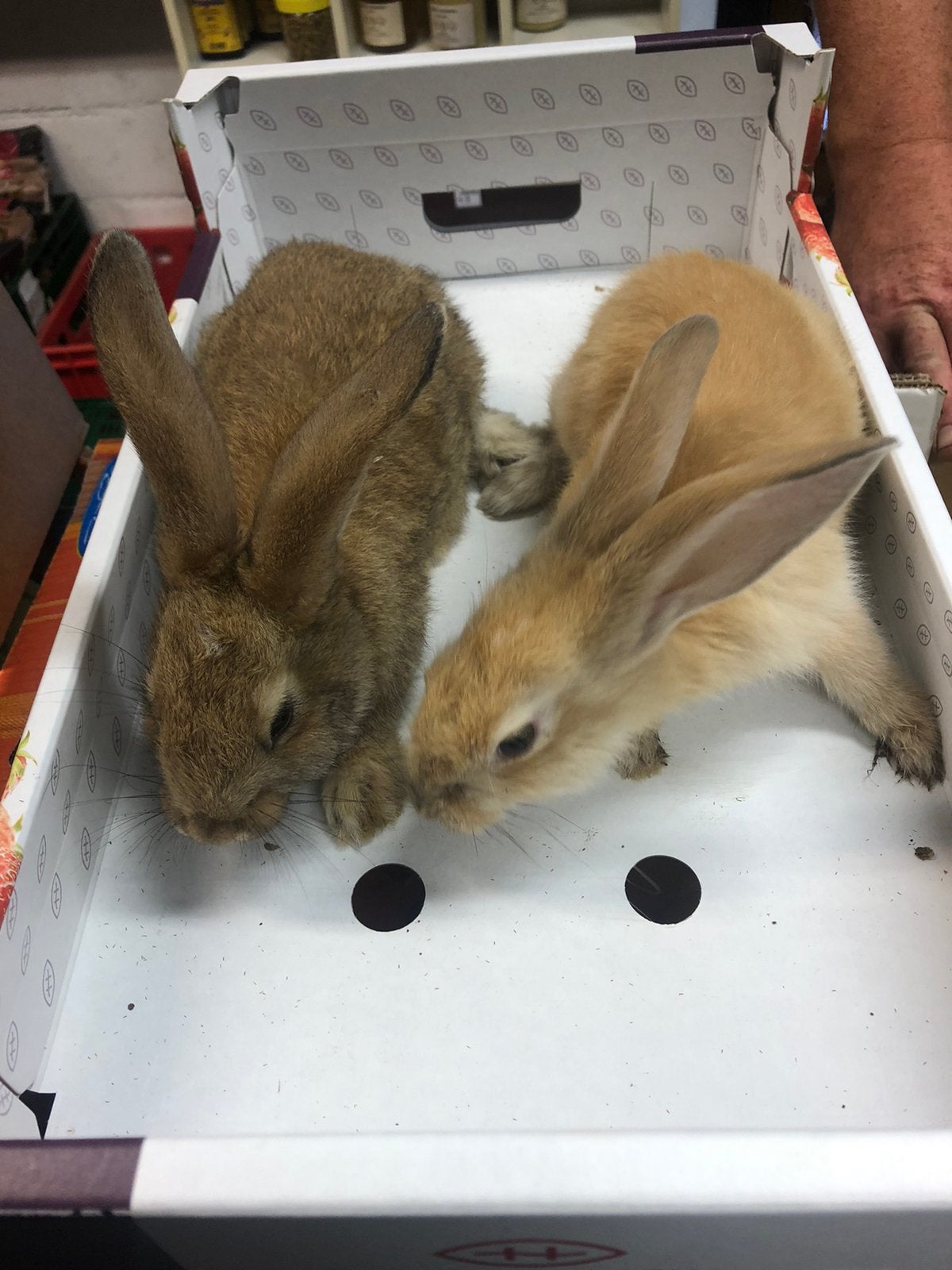 Gele vlaamse reuzen, Dieren en Toebehoren, Konijnen, Meerdere dieren, Groot, 0 tot 2 jaar