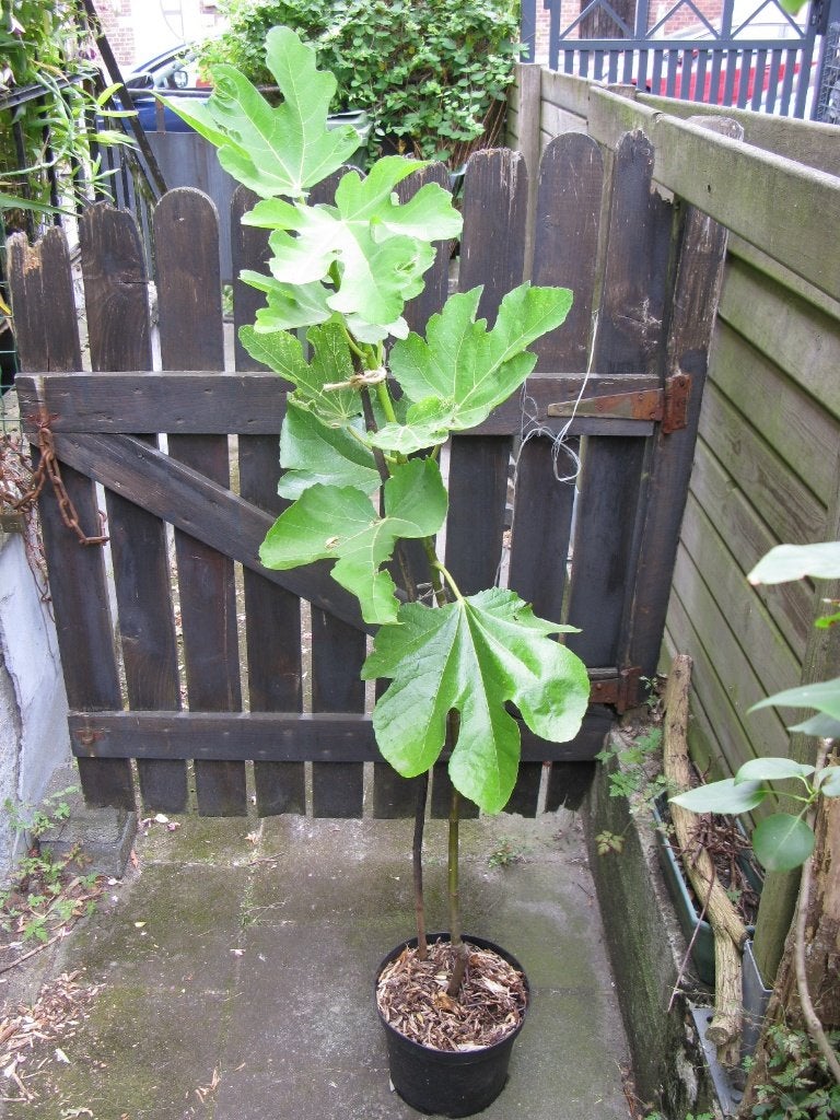 Figuier, Jardin & Terrasse, Plantes | Arbres fruitiers, Figuier, En pot, Plein soleil, Enlèvement