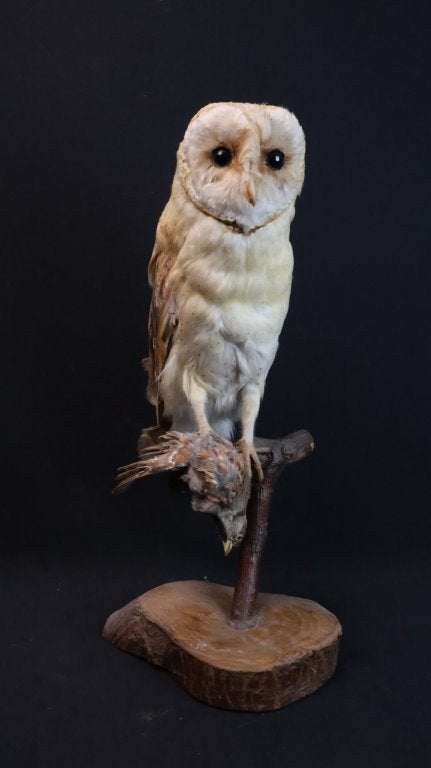 Opgezet uiltje, Verzamelen, Ophalen of Verzenden, Gebruikt, Vogel, Opgezet dier