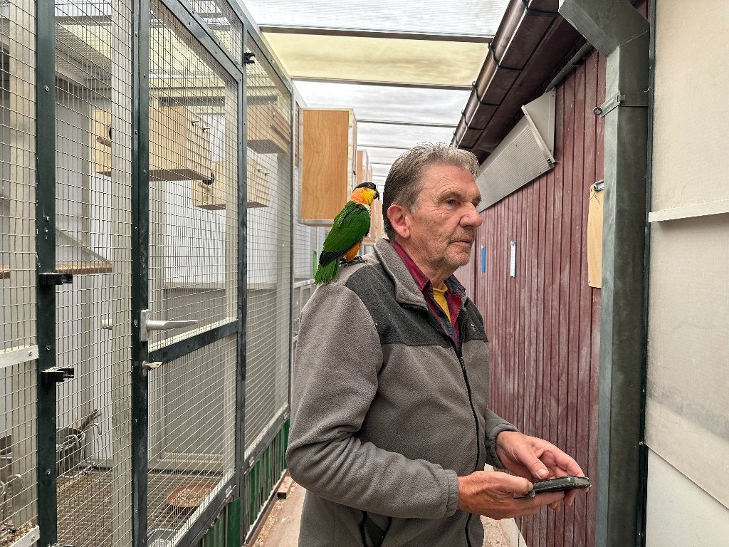 Tamme Zwartkop Caiques, Dieren en Toebehoren, Mannelijk, Papegaai, Pratend