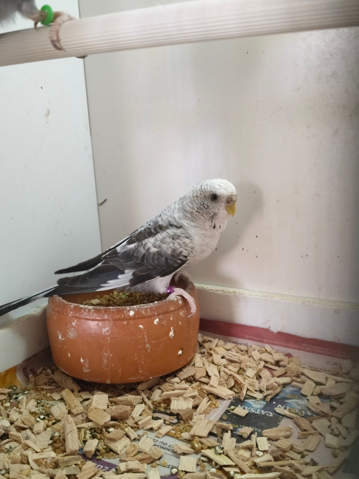 perruches,bf, Animaux & Accessoires