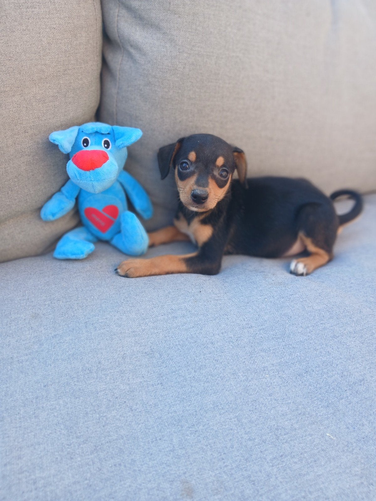 pinscher pups zoeken warme thuis, Animaux & Accessoires, Maladie de Carré (chiens), Autres races, Plusieurs, Belgique