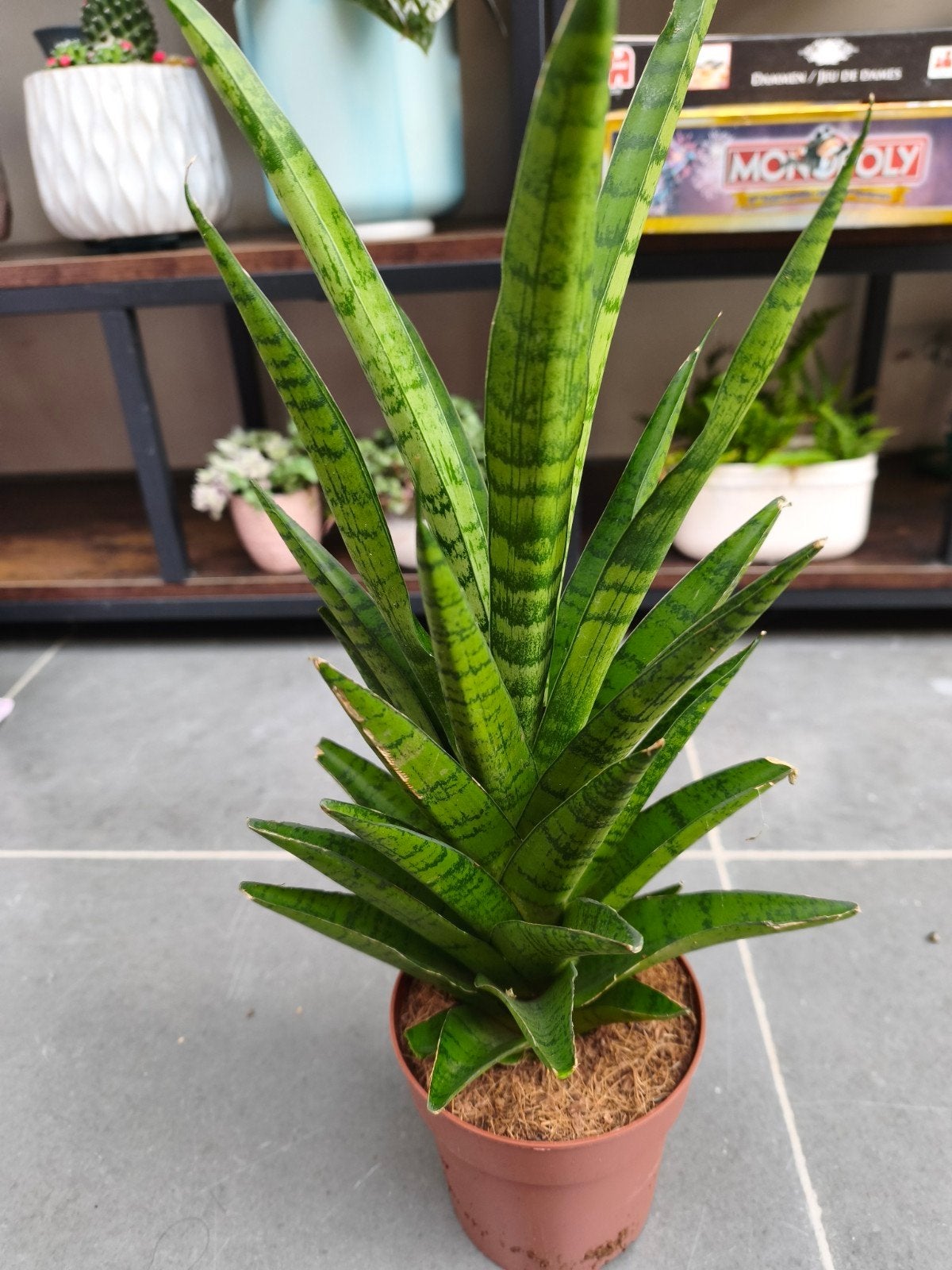 Sansevieria, tough lady, Maison & Meubles, Enlèvement