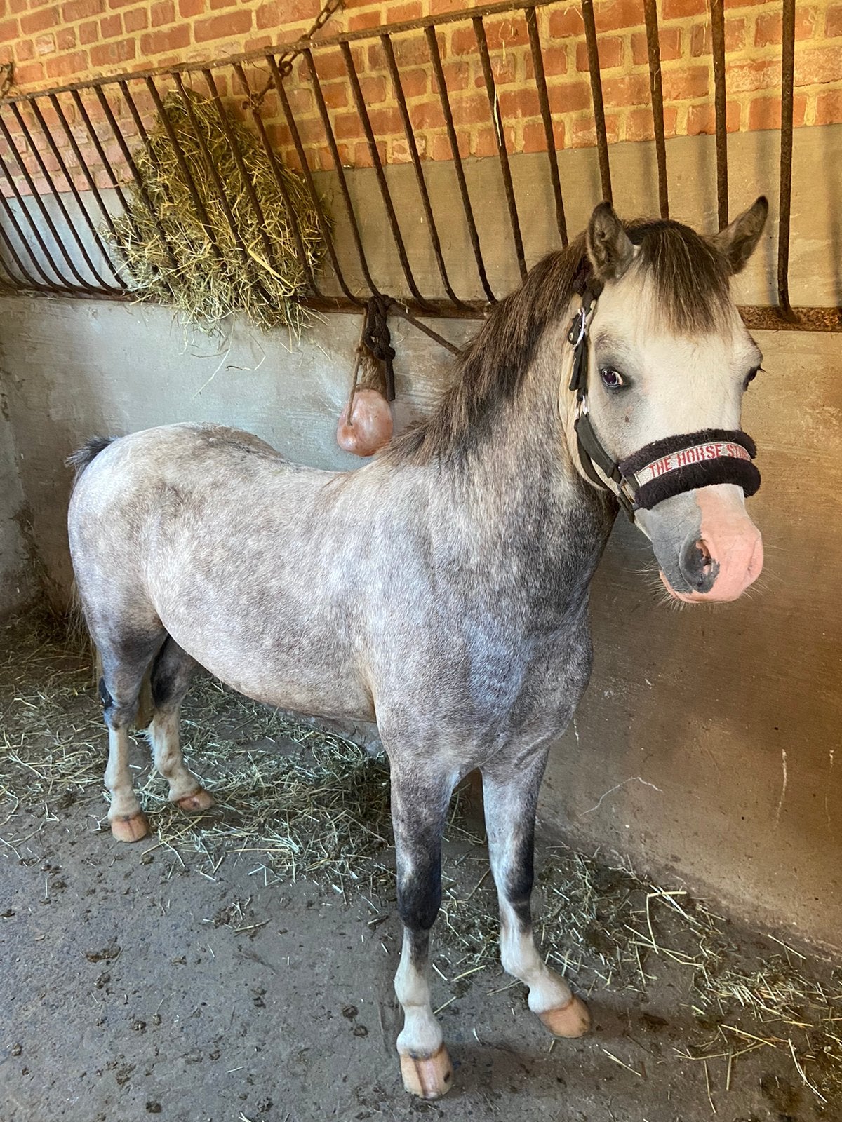 Welsh A pony hengst, Dieren en Toebehoren, Pony's, Met stamboom, 0 tot 2 jaar, Hengst, A pony (tot 1.17m)