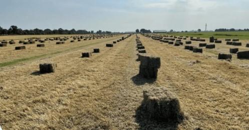 hooibalen klein te kruisem, Dieren en Toebehoren, Dierenvoeding, Ophalen, Vee