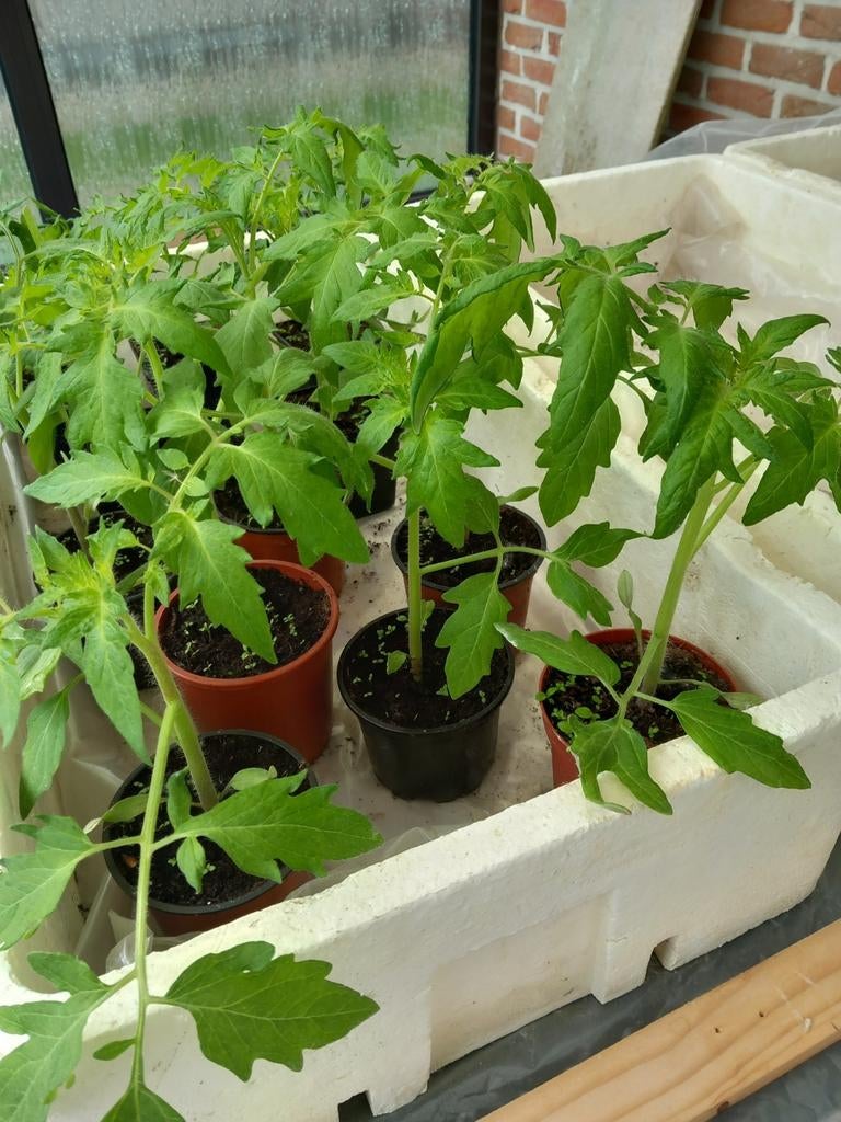 Tomatenplanten, Ophalen