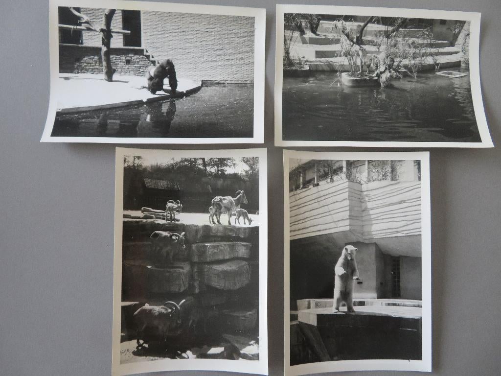 4 oude foto,s dierentuin Antwerpen, 1960 tot 1980, Foto, Ophalen of Verzenden, Zo goed als nieuw