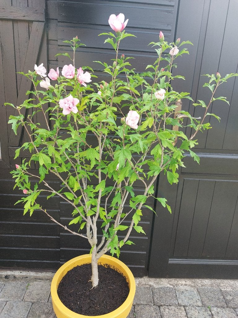 hibiscus pink chiffon, Jardin & Terrasse, Plantes | Arbustes & Haies, Enlèvement, Autres espèces, Arbuste, 100 à 250 cm