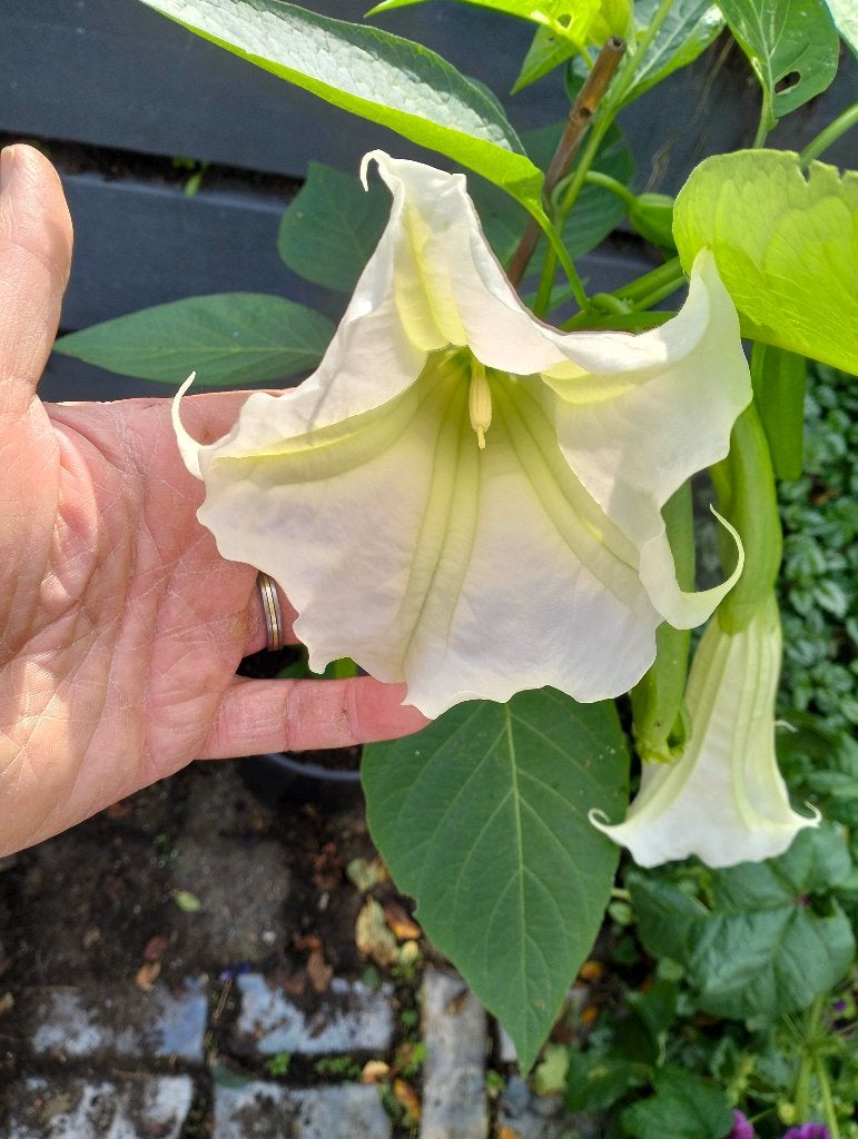 Brugmansia trompetplant hagelwit, Vaste plant, Halfschaduw, Zomer, Ophalen
