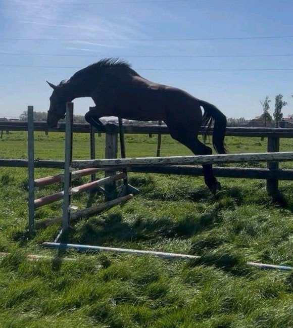 4 jarige merrie d'aganix x Quick star, Avec pedigree, 160 à 165 cm, Non dressé, Cheval de saut