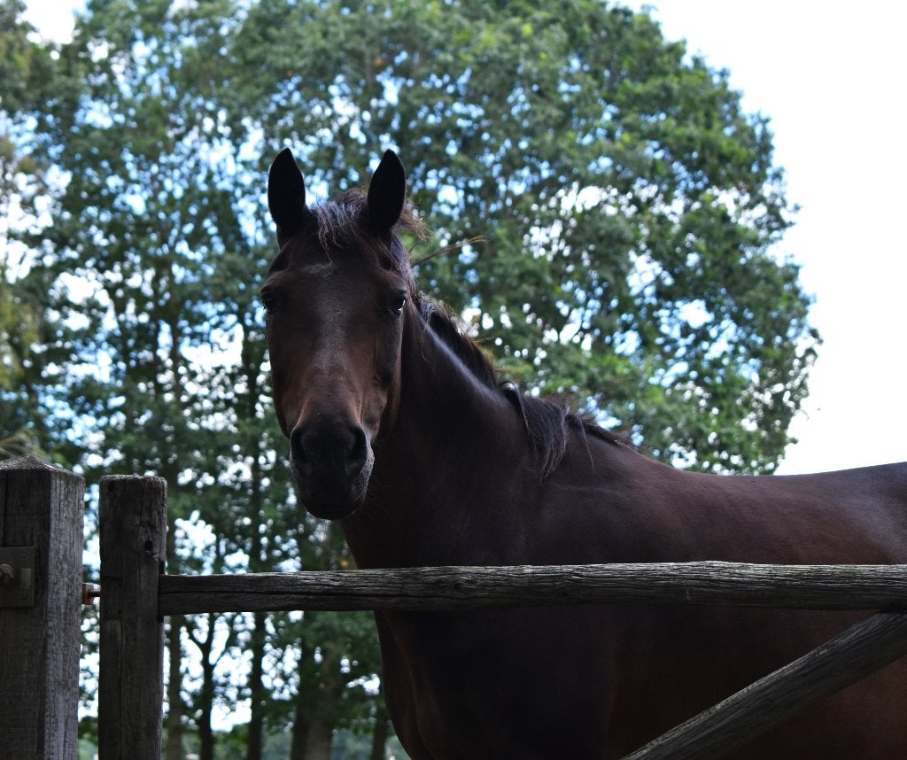 Wei gezocht voor D-pony (gezelschapspony), Pâturage, 1 cheval ou poney