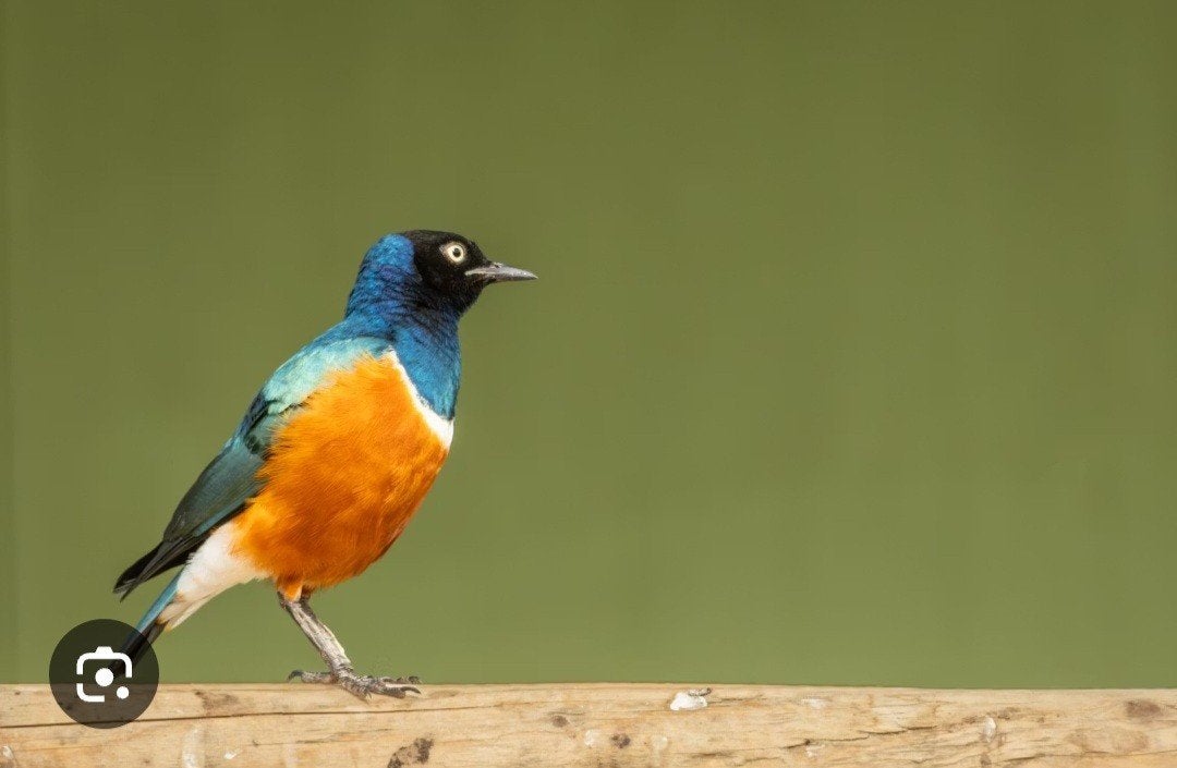 3 kleurige glanspreeuw, Animaux & Accessoires, Oiseaux | Oiseaux Autre, Plusieurs animaux, Bagué