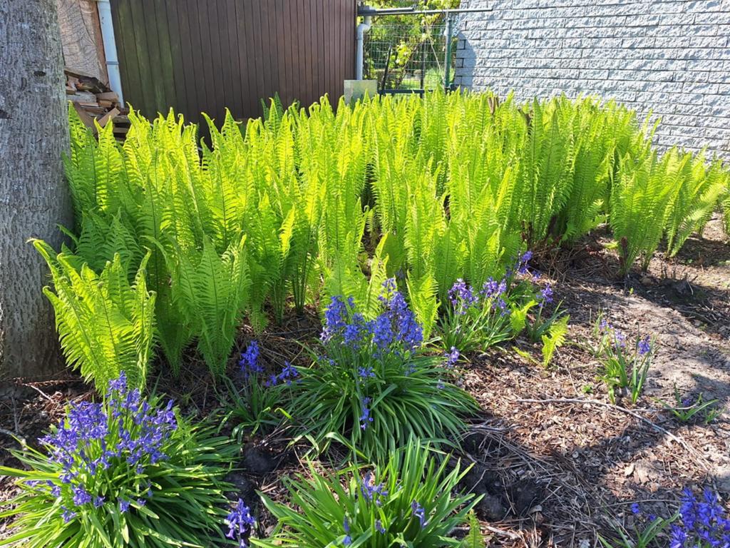 Varens in verschillende groottes, Tuin en Terras, Planten | Tuinplanten, Ophalen, Varens