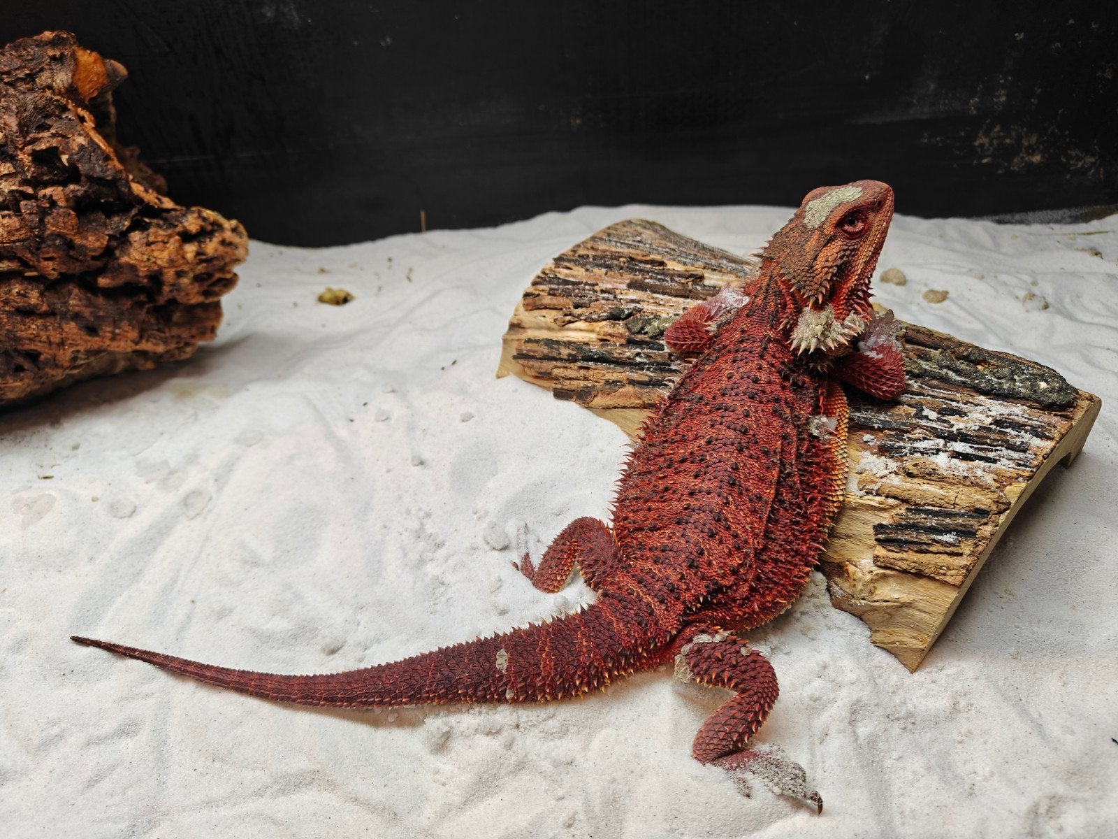Prachtige Red Monster baardagaam, Animaux & Accessoires, Reptiles & Amphibiens, Lézard, Domestique, 0 à 2 ans