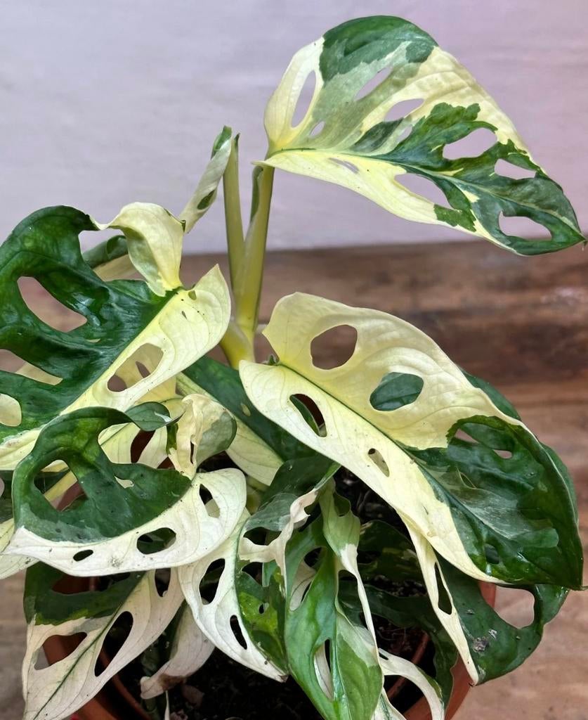 Ik ben op zoek naar Monstera adansonii variegata en aurea, Huis en Inrichting, Kamerplanten, Ophalen