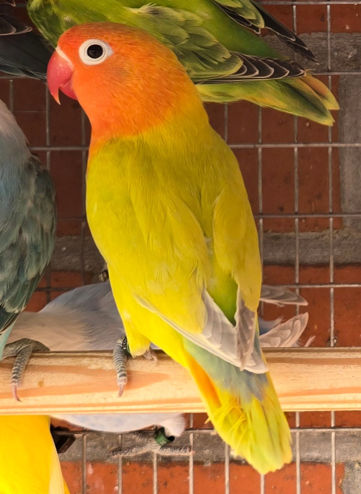 2 Groen Dilute Fischeri 2026, Plusieurs animaux, Perroquet nain ou Inséparable, Bagué