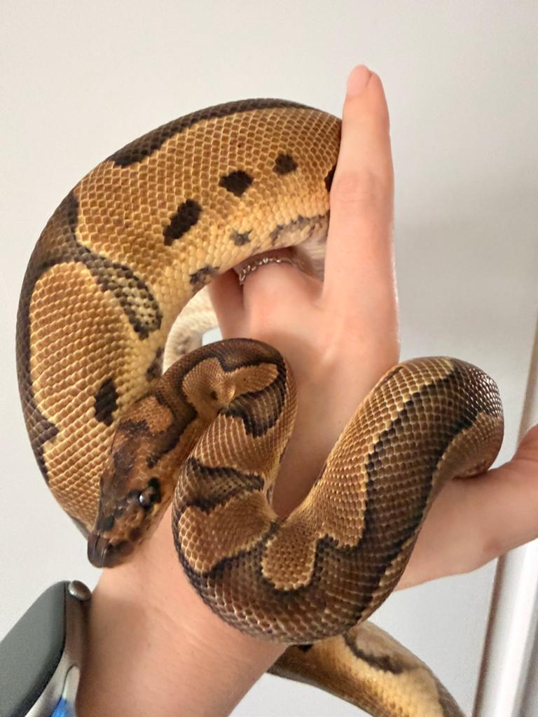 Mooie vrouwelijke Clown (66% poss. het Ultramel), Dieren en Toebehoren, Slang