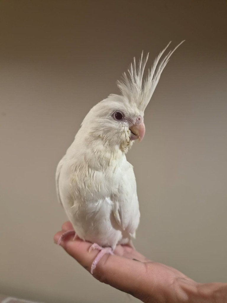 Jonge handtamme EAM valkparkiet met DNA certificaat, Dieren en Toebehoren, Vogels | Parkieten en Papegaaien, Parkiet, Vrouwelijk