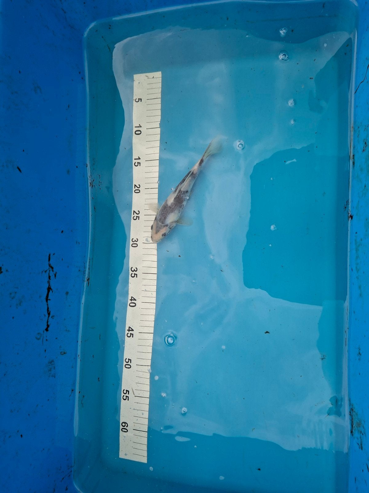3 japanse koi s, Dieren en Toebehoren, Vissen | Vijvervissen, Karper of Koi