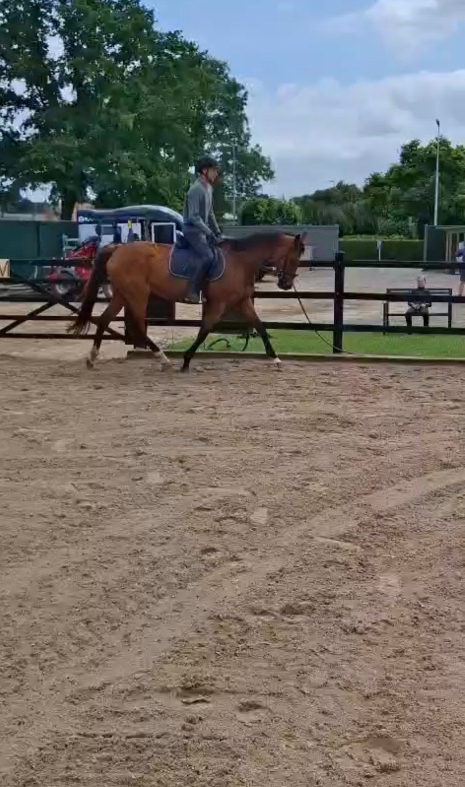 Super braaf recreatiepaard, Dieren en Toebehoren, Paarden, Merrie, 160 tot 165 cm, Recreatiepaard, 7 tot 10 jaar