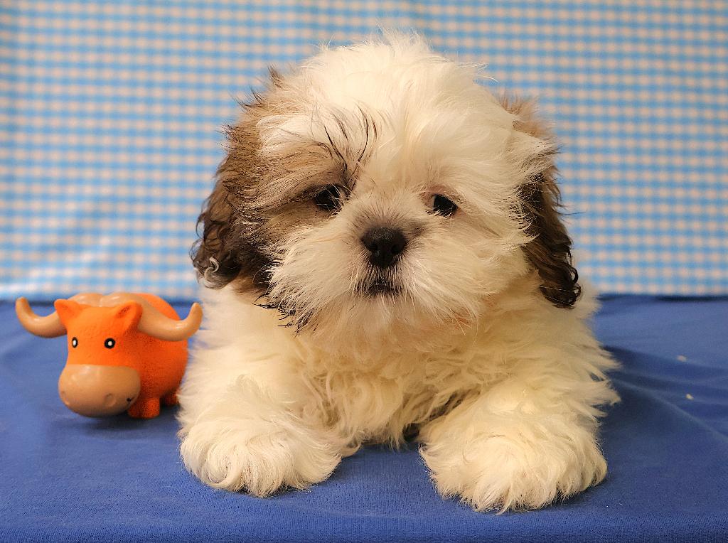 Super leuke Shih-Tzu pups!!, Dieren en Toebehoren, Honden | Chihuahua's en Gezelschapshonden, 15 weken tot 1 jaar, Overige rassen