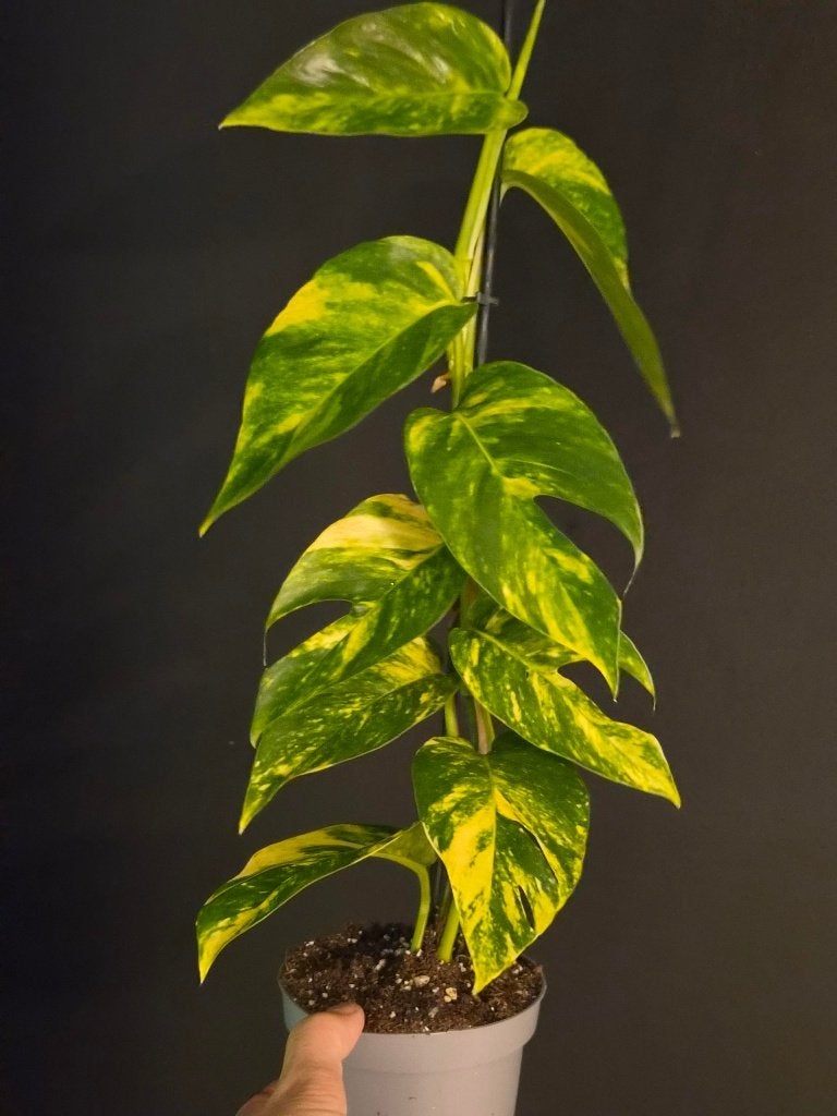 Epipremnum Pinnatum Sunburst, Ophalen of Verzenden