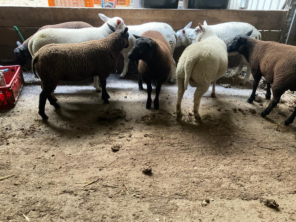 De belles chèvres pour la fête du sacrifice, Mâle, Mouton, 0 à 2 ans