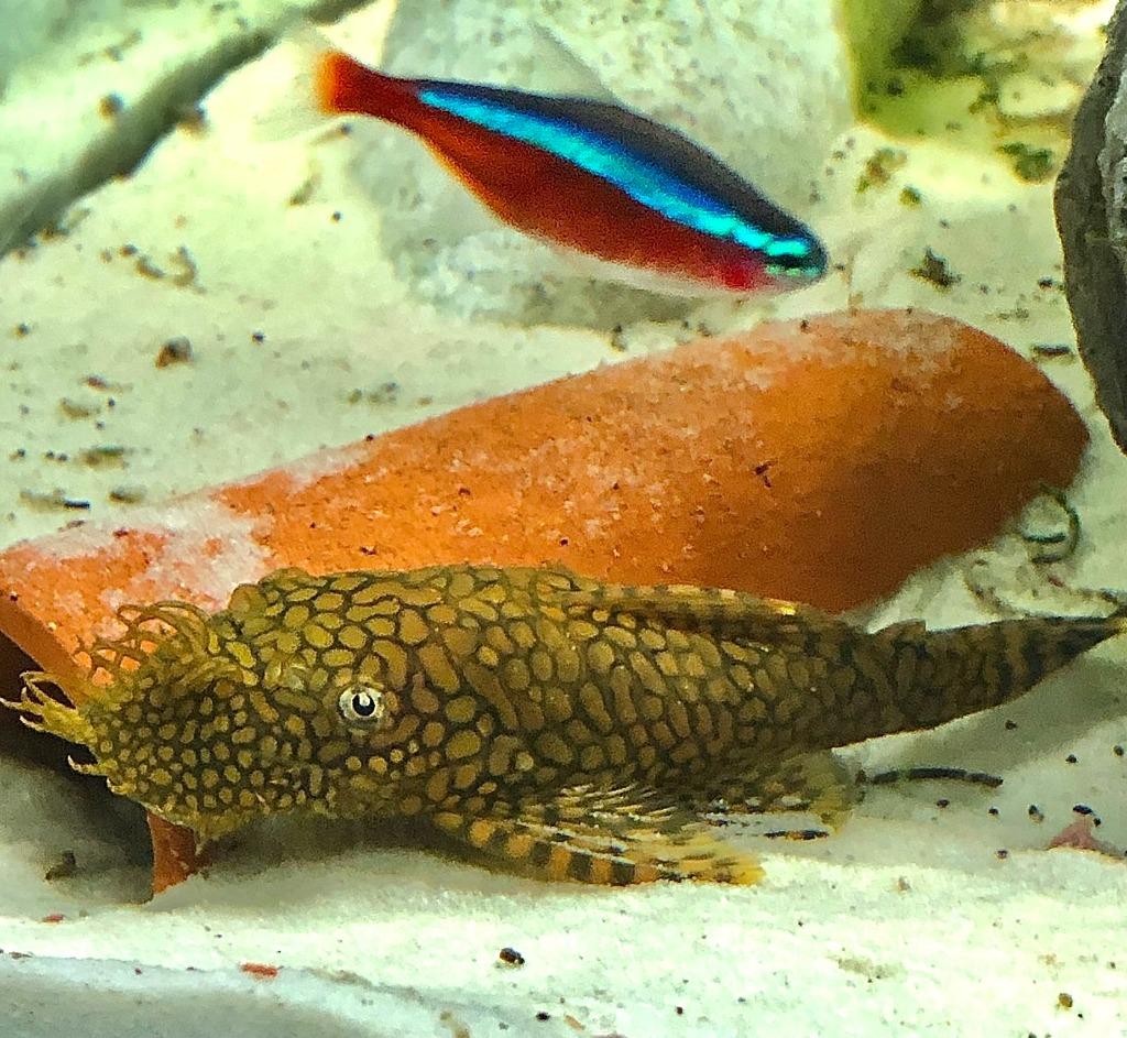 Young Ancistrus „wabenmunster” te koop, Dieren en Toebehoren, Vis, Zoetwatervis