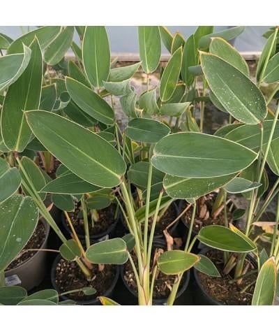 Zaden van waterplant Thalia dealbata  , oogst 2025, Tuin en Terras, Ophalen of Verzenden, Gehele jaar, Zaad