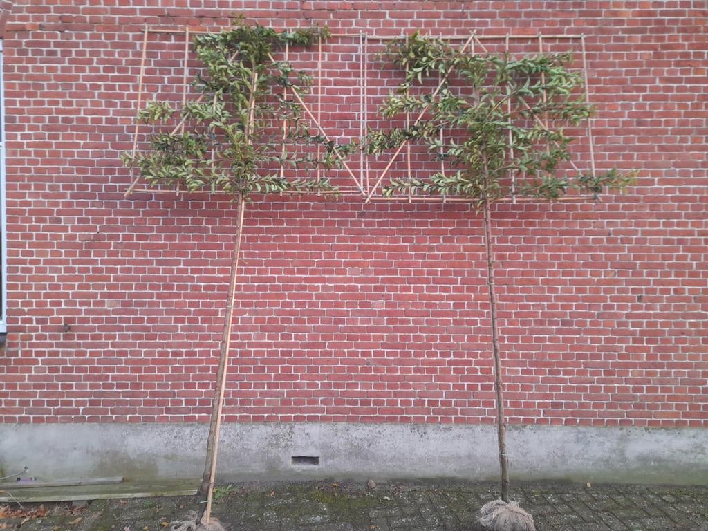 Portugese laurier leiboom stamomtrek 8-10 stamhoogte 180 cm, Tuin en Terras, Ophalen