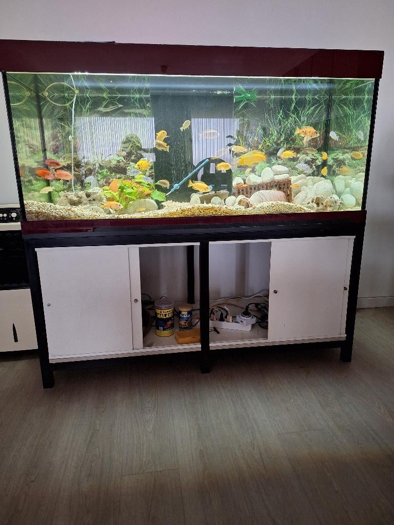 Aquarium, Animaux & Accessoires, Poissons | Aquariums & Accessoires, Comme neuf, Aquarium d'eau douce rempli, Couvercle inclus