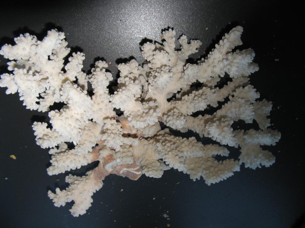 corail de mer, Enlèvement