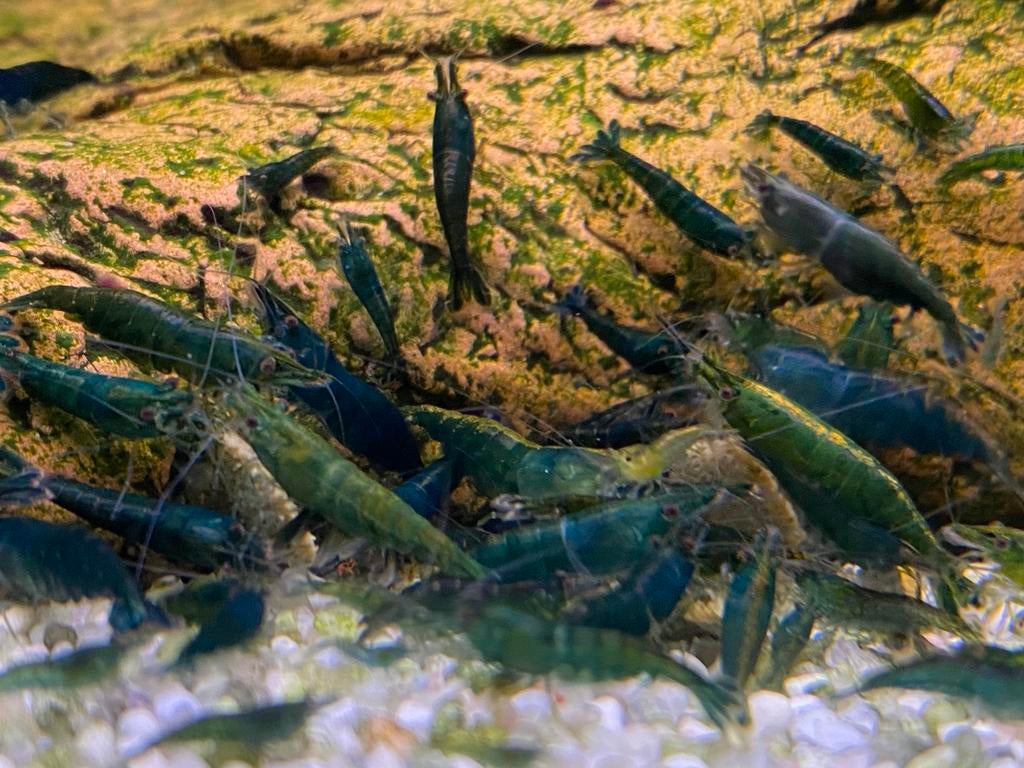 Jade vert Neocaridina extrême, Homard, Crabe ou Crevette, Poisson d'eau douce, Banc de poissons