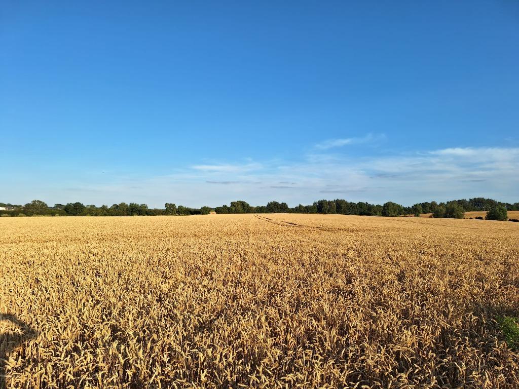 Gezocht: landbouwgrond, Immo