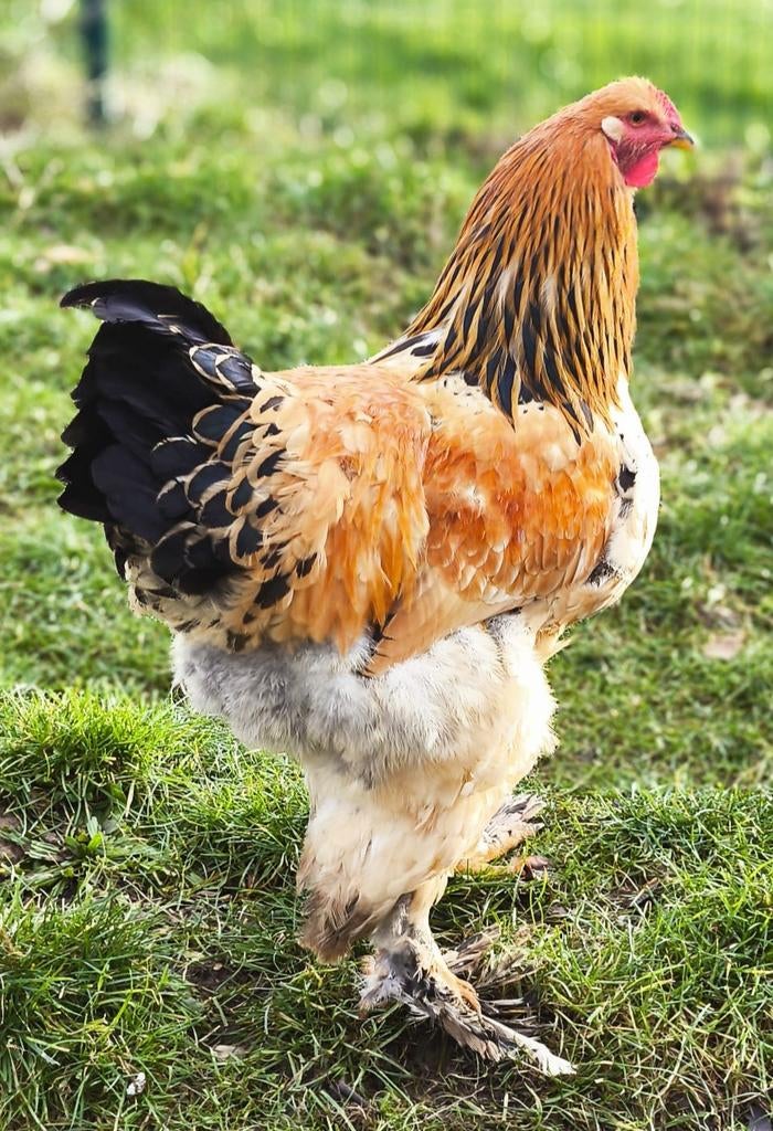 Jonge brahma buff columbia haan, Dieren en Toebehoren, Pluimvee