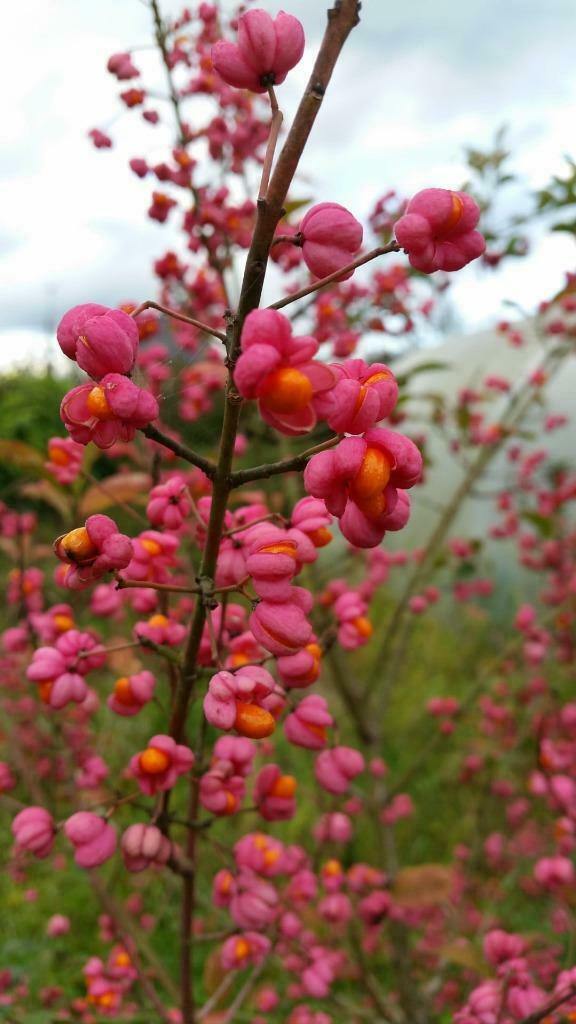 Euonymus europaeanus, Tuin en Terras, Ophalen