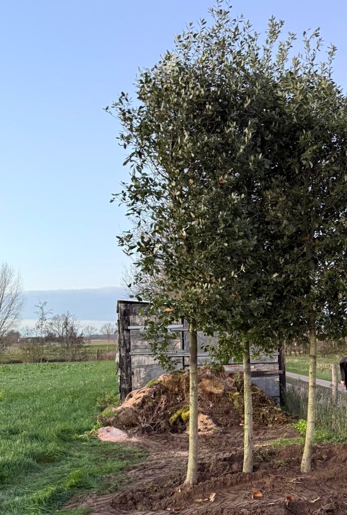 Quercus ilex (steeneik)30/40, Enlèvement, 400 cm ou plus