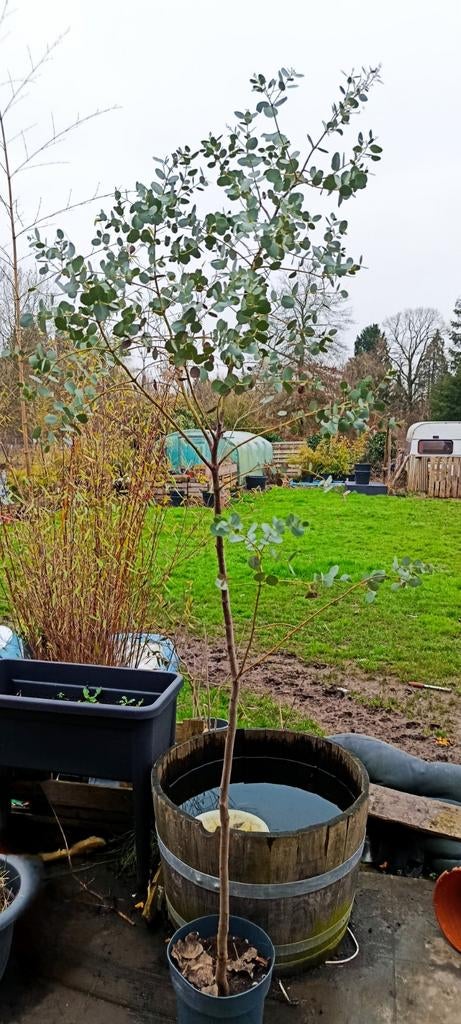 Eucalyptus Azura boom 2 meter, winterhard, Tuin en Terras, Ophalen