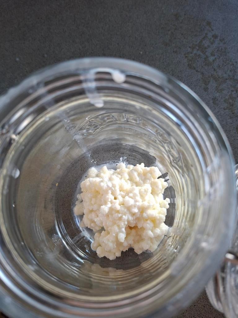 Melkkefir en waterkefir korrels, Ophalen